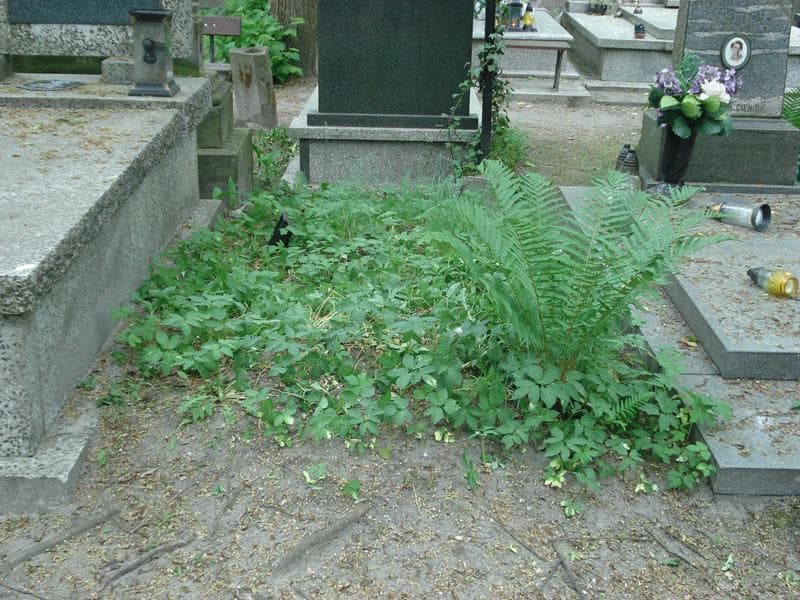 Zdjęcie grobu: Pole Grobowe