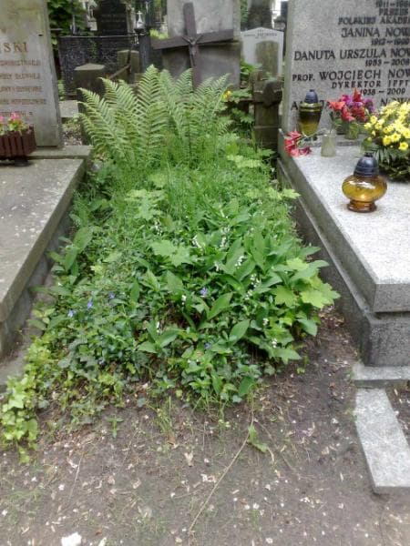 Zdjęcie grobu: Apolonia Czarnecka