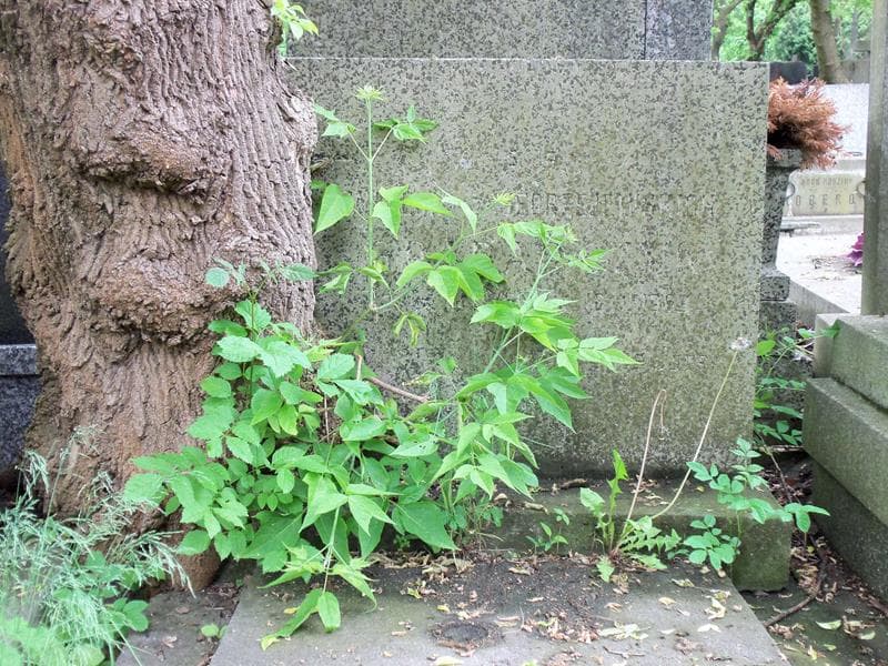 Zdjęcie grobu Waleria Grabarczyk (2)