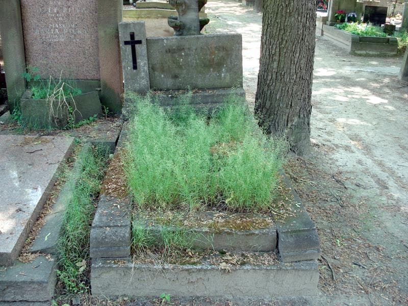 Zdjęcie grobu: Antonina Gołaszewska