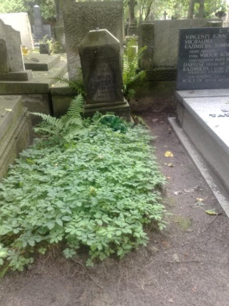 Zdjęcie grobu: Leon Chłusowicz