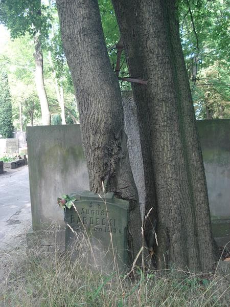 Zdjęcie grobu August Bardecki (1)