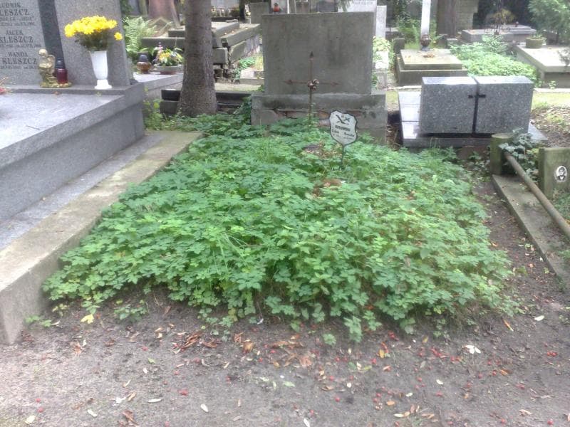 Zdjęcie grobu: Bronisław Kurowski