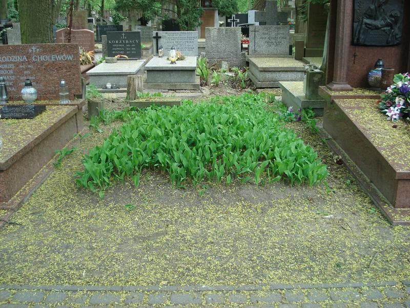 Zdjęcie grobu: Pole Grobowe