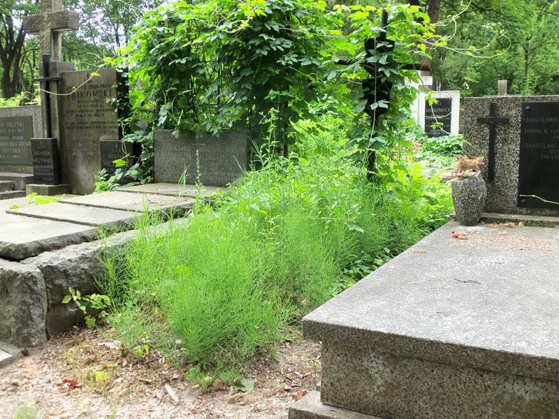 Zdjęcie grobu Zofia Elżbieta Gołaszewska (1)