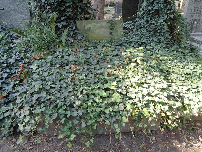 Zdjęcie grobu Halina Habich (1)