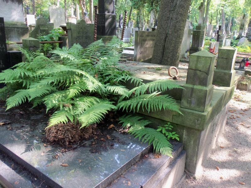 Zdjęcie grobu Juljan Jeżewski (1)