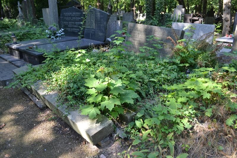 Zdjęcie grobu: Henryk Olszewski