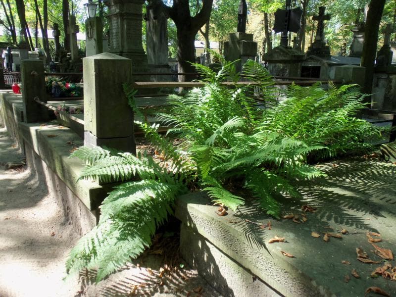 Zdjęcie grobu Józef Liszka (2)
