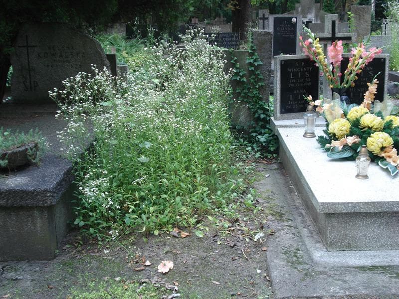 Zdjęcie grobu: Pole Grobowe