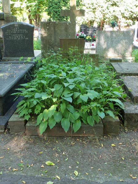 Zdjęcie grobu: Franciszek Hubner