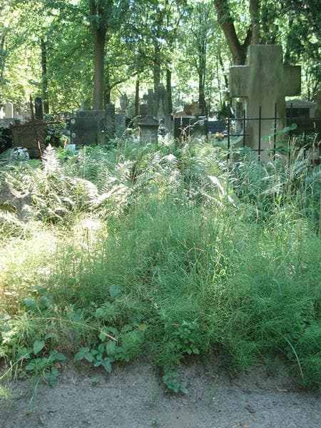 Zdjęcie grobu: Pole Grobowe