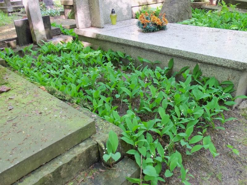 Zdjęcie grobu Pole Grobowe (1)