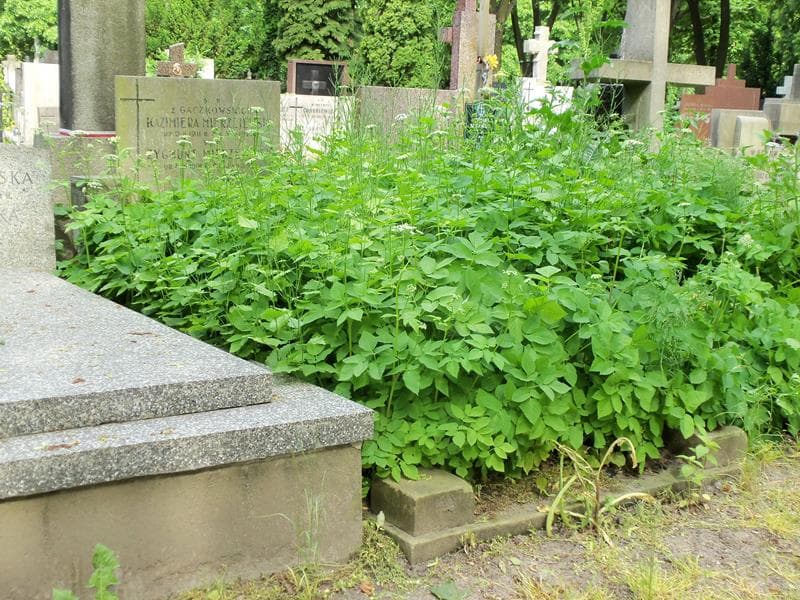 Zdjęcie grobu Zygmunt Mierzejewski (1)