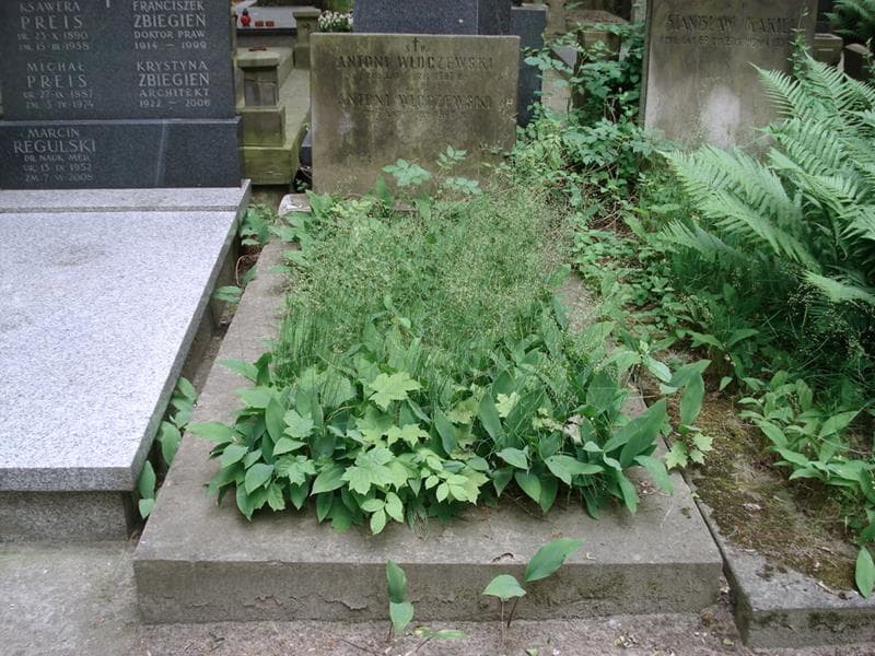 Zdjęcie grobu Antoni Włoczewski (1)