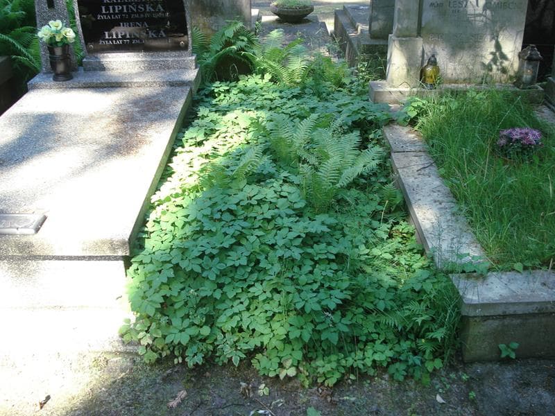 Zdjęcie grobu: Pole Grobowe