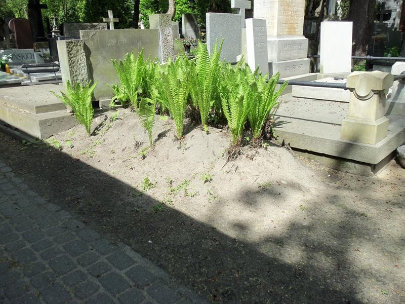 Zdjęcie grobu Kazimierz Makowski (1)