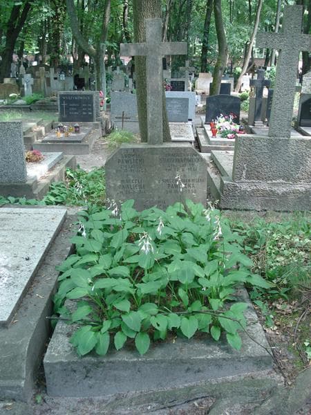 Zdjęcie grobu: Helena Pawlicka
