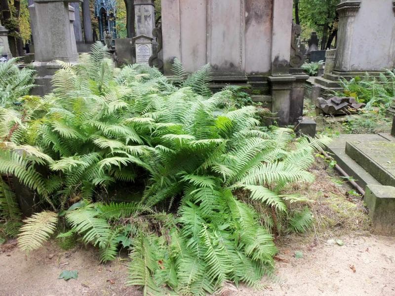 Zdjęcie grobu: Anonim