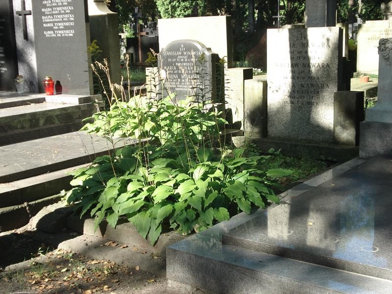 Zdjęcie grobu Wacław Nawara (1)