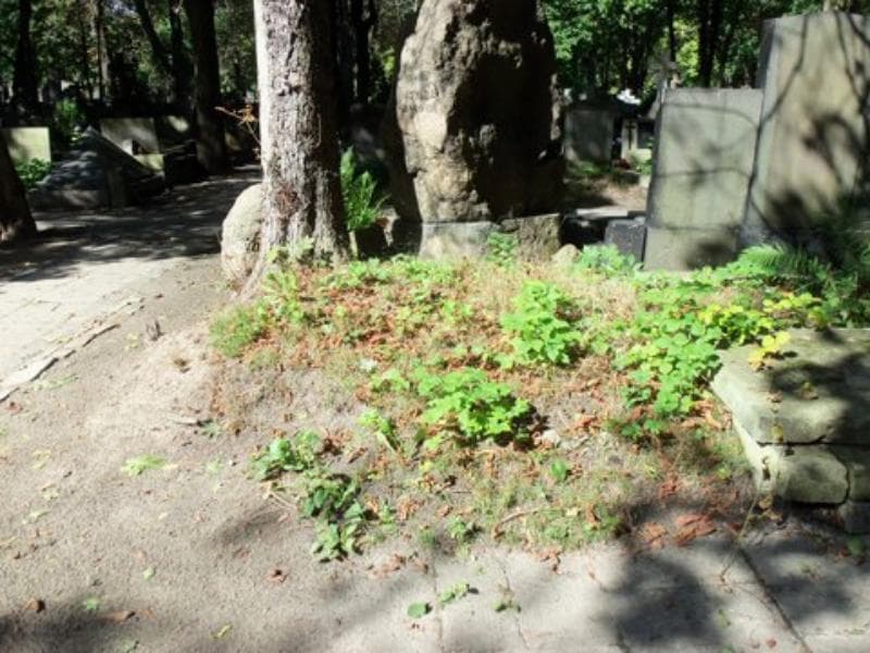 Zdjęcie grobu: Pole Grobowe