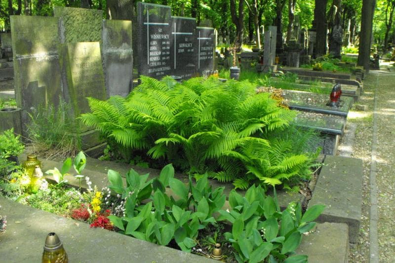 Zdjęcie grobu Aleksandra Walterówna (1)