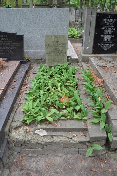 Zdjęcie grobu Józefa Maciejewska (1)