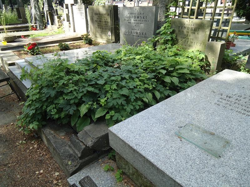 Zdjęcie grobu Maria Wandrej (1)