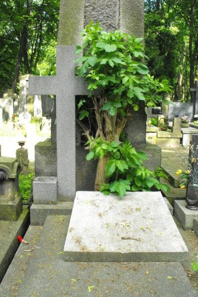 Zdjęcie grobu Anonim (2)