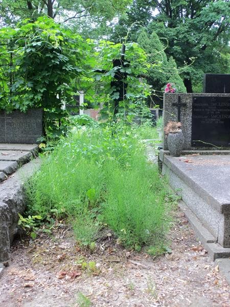 Zdjęcie grobu: Zofia Elżbieta Gołaszewska