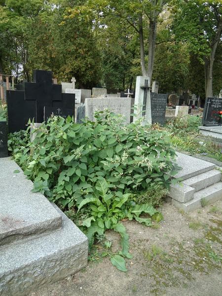 Zdjęcie grobu Maria Marszałek (1)