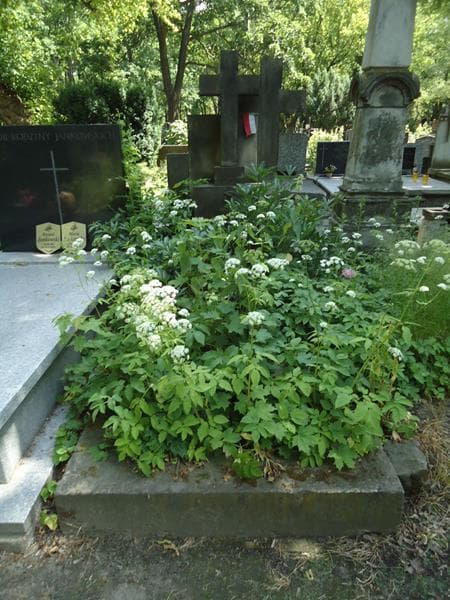 Zdjęcie grobu: Emilia Psarska
