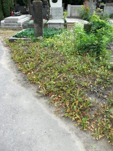 Zdjęcie grobu: Pole Grobowe