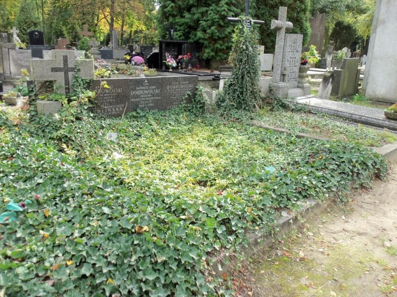 Zdjęcie grobu Hanna Dobrowolska (1)