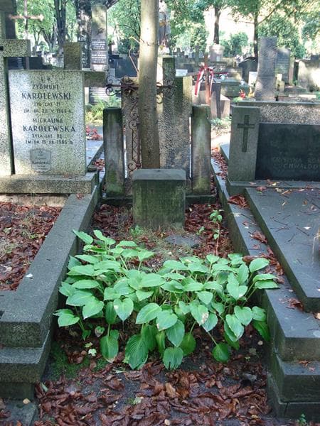 Zdjęcie grobu Teresa Tomczyńska (1)