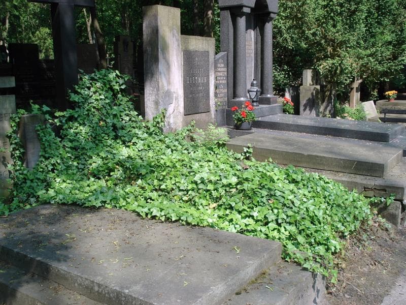 Zdjęcie grobu: Maria Pawlikowska