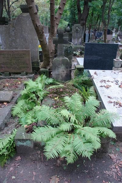 Zdjęcie grobu Jan Grzeżułko (1)