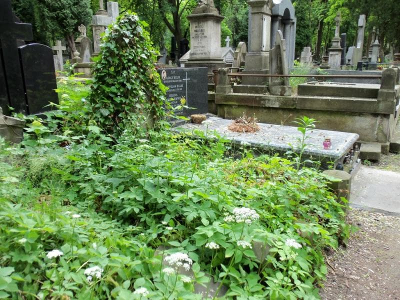 Zdjęcie grobu Maria Pomarnacka (1)