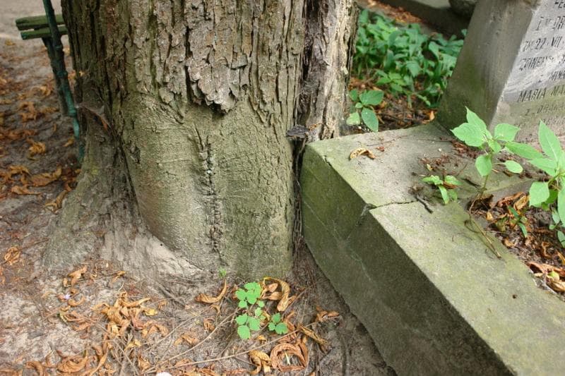Zdjęcie grobu Pole Grobowe (1)