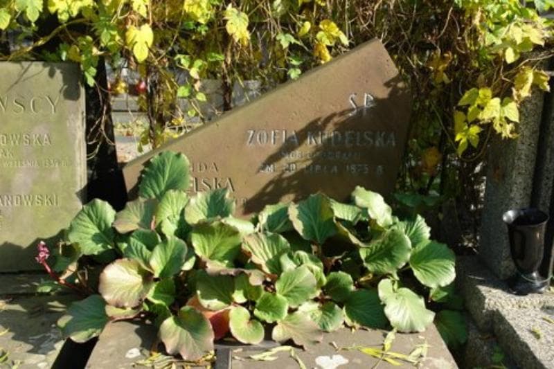 Zdjęcie grobu Zofia Kudelska (2)