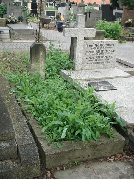 Zdjęcie grobu Waldemar Lorentz (2)