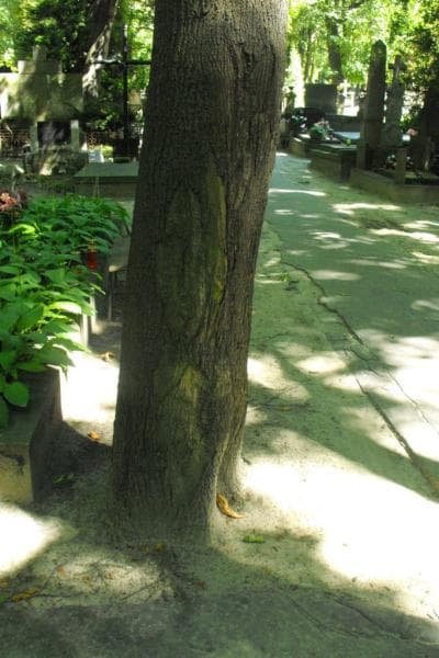 Zdjęcie grobu: Pole Grobowe