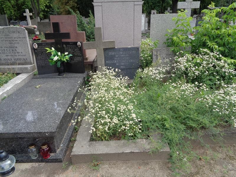 Zdjęcie grobu Antonina Dybowska (1)