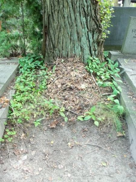 Zdjęcie grobu: Pole Grobowe