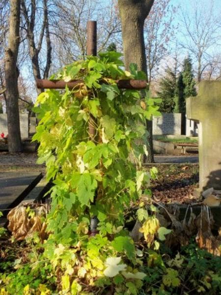 Zdjęcie grobu Anonim (2)
