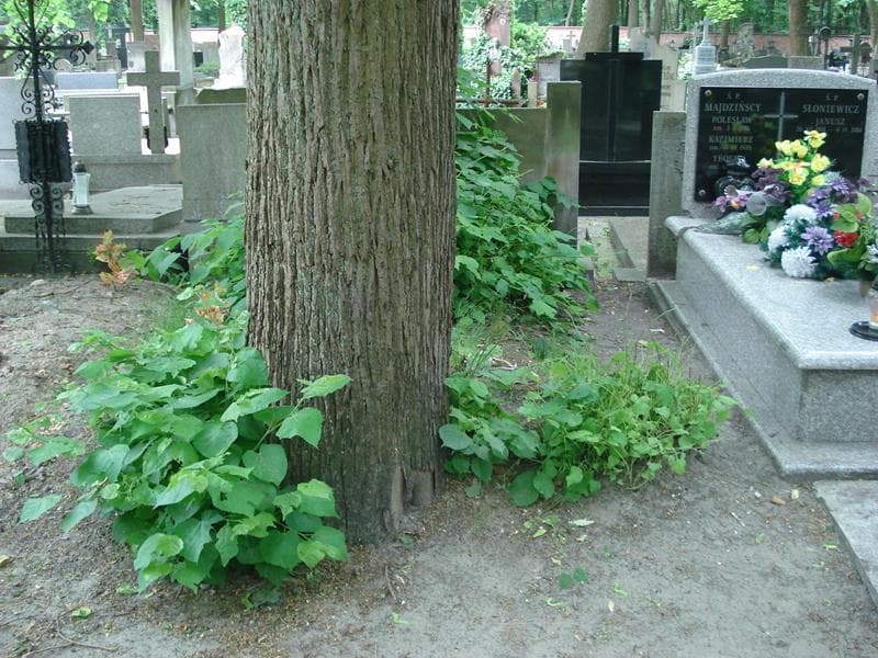 Zdjęcie grobu: Pole Grobowe