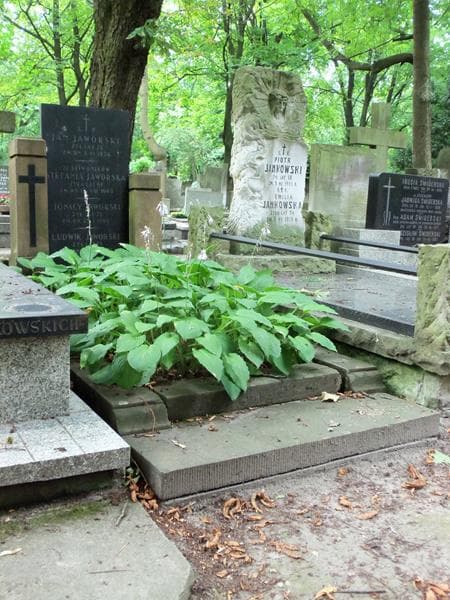 Zdjęcie grobu Ignacy Jaworski (1)