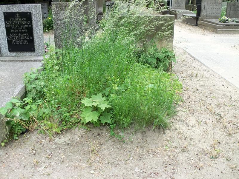 Zdjęcie grobu: Pole Grobowe