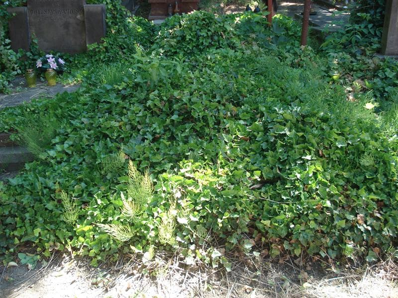 Zdjęcie grobu: Pole Grobowe