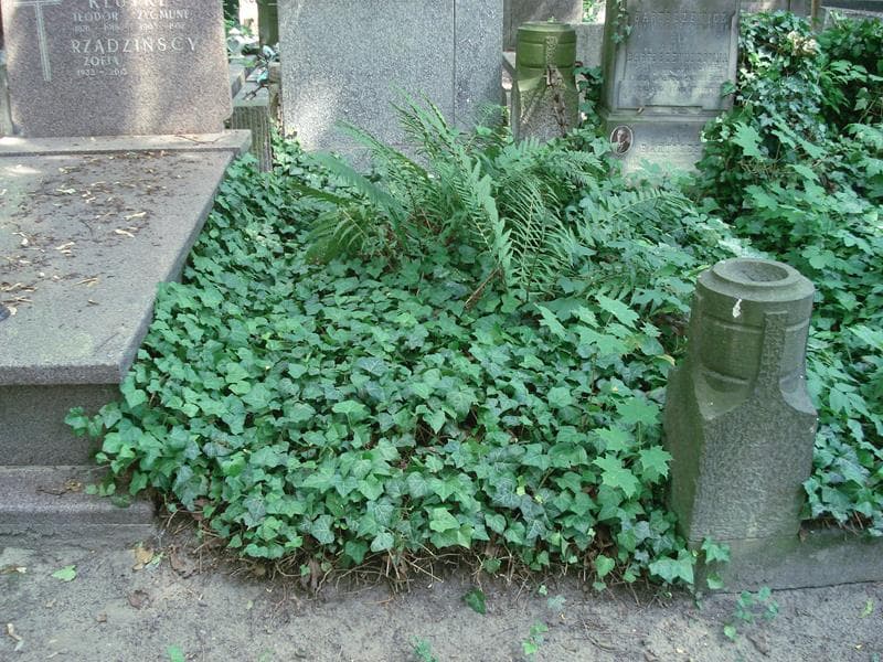 Zdjęcie grobu: Pole Grobowe